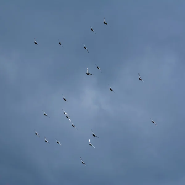 Doves in the Sky — Stock Photo, Image