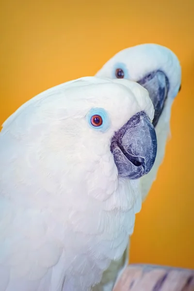 The Cockatoo Parrot — Stock Photo, Image