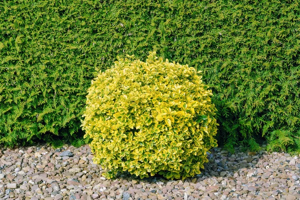 Okrągły kształt Bush — Zdjęcie stockowe