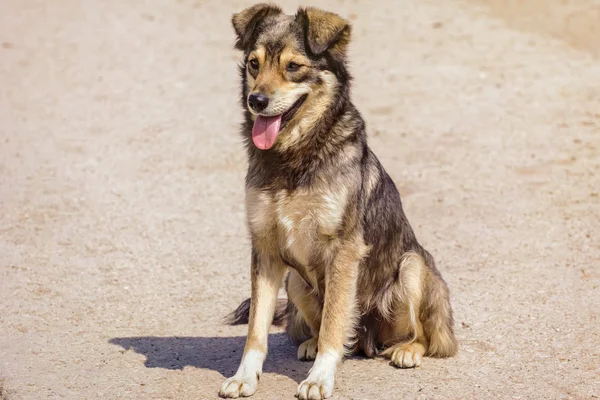 De bastaard hond — Stockfoto