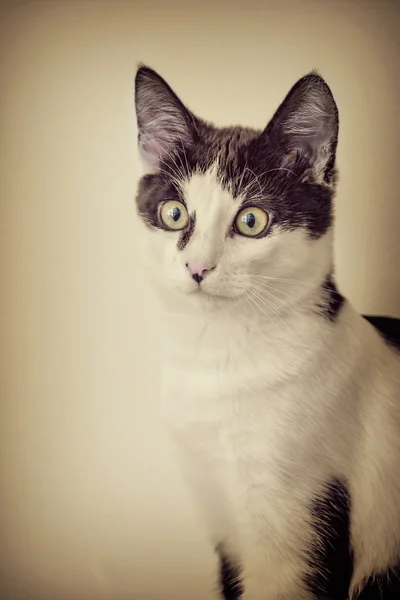 Gato preto e branco — Fotografia de Stock