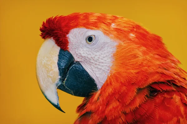 The Macaw Parrot — Stock Photo, Image