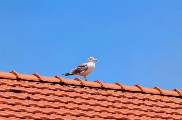 Möwe auf dem Dach — Stockfoto