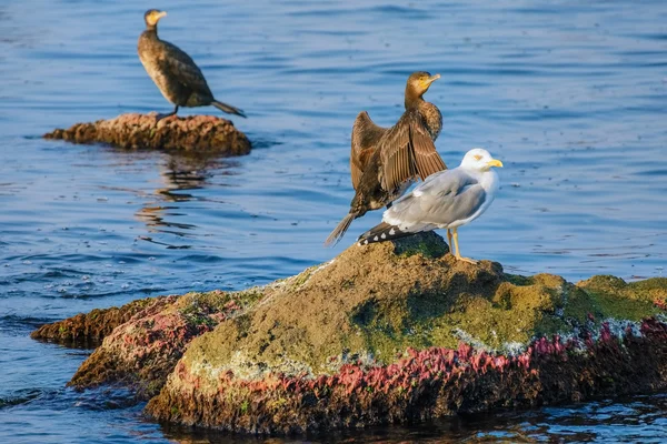 Marine Birds on the Rocks — Stock Photo, Image