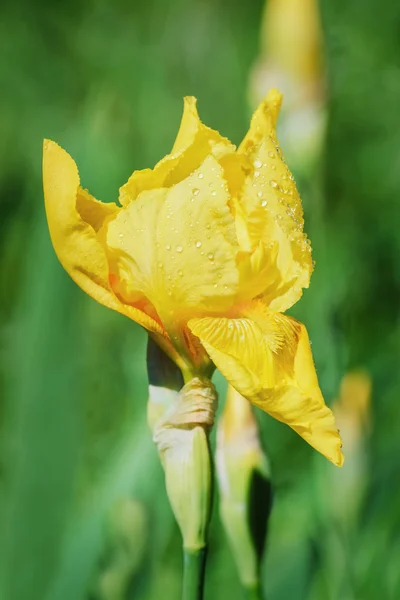 Flor de un iris amarillo — Foto de Stock
