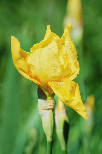 Bloem van een gele Iris — Stockfoto