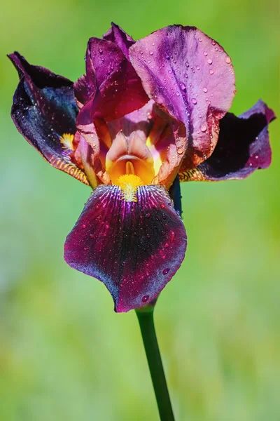 Uma flor de íris — Fotografia de Stock