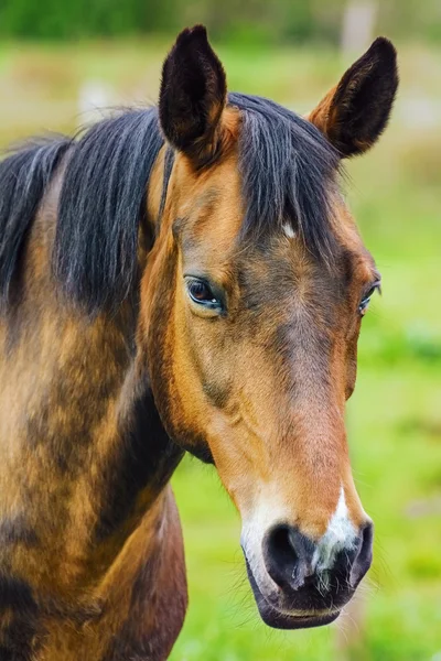 Portrait du cheval — Photo