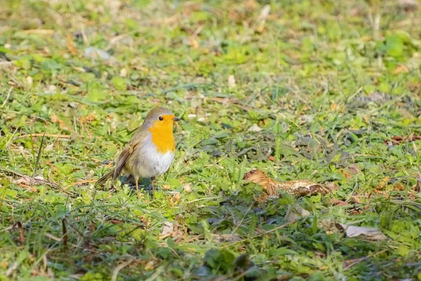 Evropská Robin — Stock fotografie