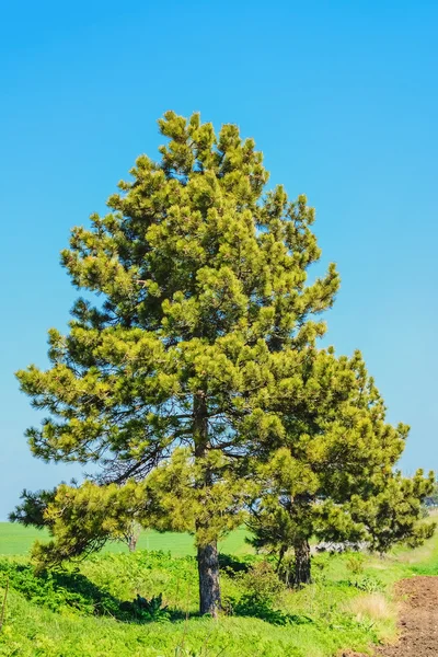 Pohon Pinus — Stok Foto