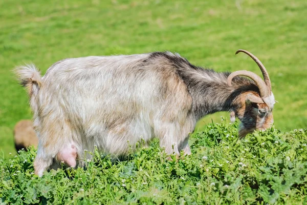 A Nanny Goat — Stock Photo, Image