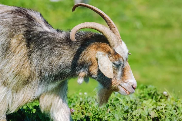 Portrait of Nanny Goat — Stock Photo, Image