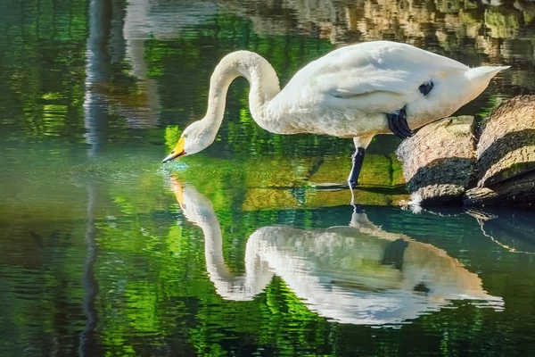 Swan Drinks Water — Stock Photo, Image