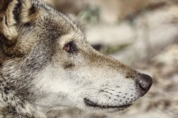 Portrait of The Wolf — Stock Photo, Image