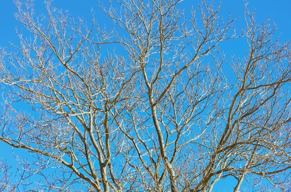 Ramas del árbol desnudo — Foto de Stock