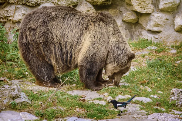 Urso marrom na natureza — Fotografia de Stock