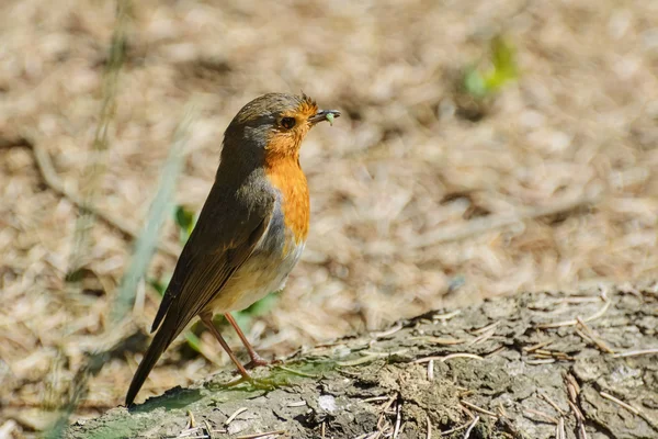 Um Robin Europeu — Fotografia de Stock