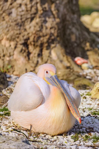 Imagem de pelicano — Fotografia de Stock