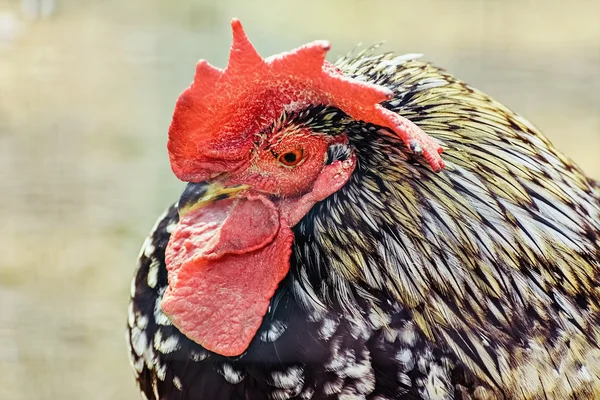 Portrait of Rooster — Stock Photo, Image