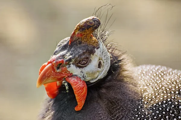 Retrato de Guineafowl — Foto de Stock