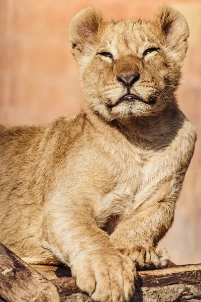 Porträt des jungen Löwen — Stockfoto