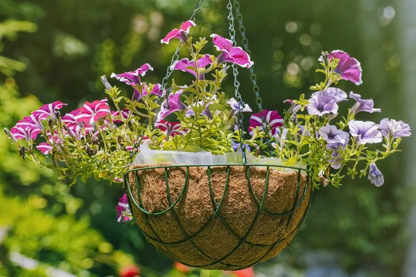 Fleurs de pétunia dans le jardin — Photo