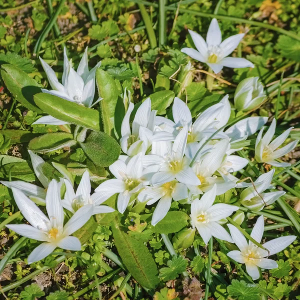 Flores na grama — Fotografia de Stock