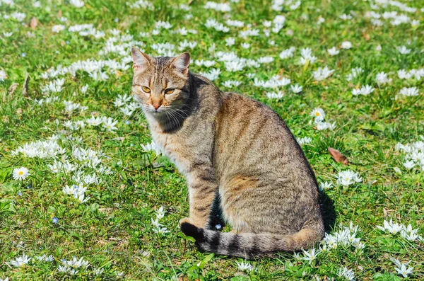 Kat op het veld — Stockfoto
