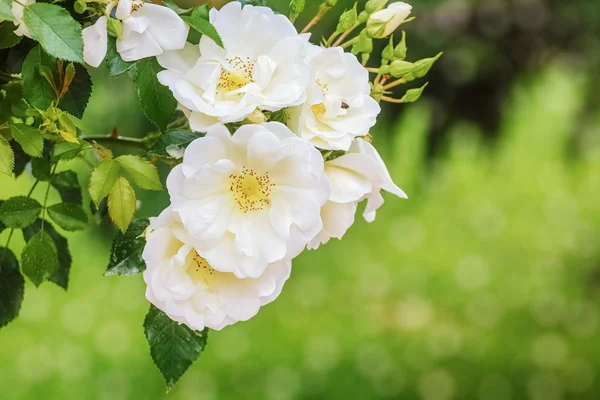 Trandafiri albi peste verde — Fotografie, imagine de stoc