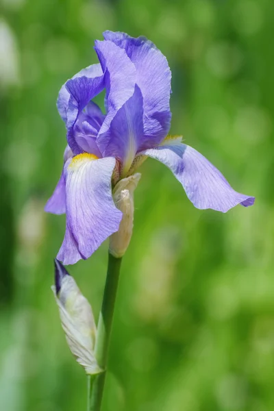 Yeşil üzerinde mavi Iris — Stok fotoğraf