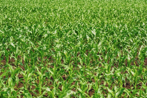 Young Stalks of Corn Plants — Stock Photo, Image