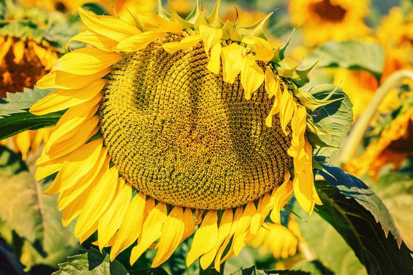 De rijpe zonnebloem — Stockfoto