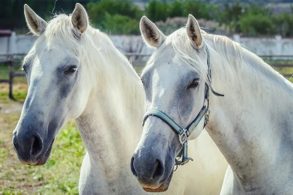 Witte paarden portret — Stockfoto