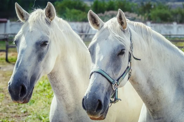 Retrato de cavalos brancos — Fotografia de Stock