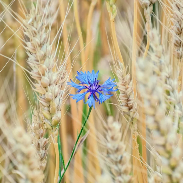 O cornflower azul — Fotografia de Stock