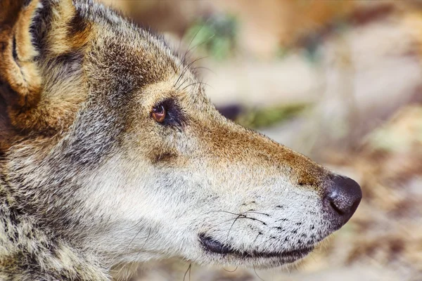 Retrato do lobo — Fotografia de Stock