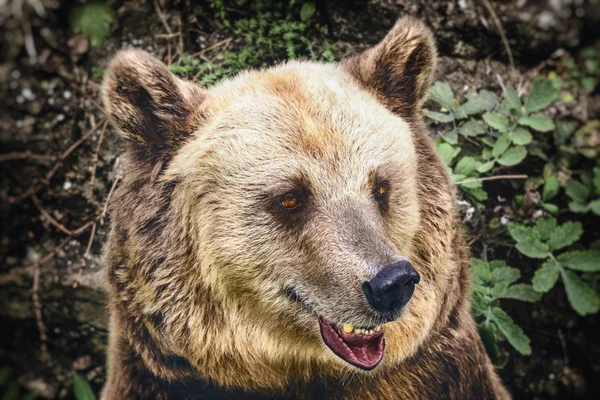 Πορτρέτο της αρκούδας — Φωτογραφία Αρχείου