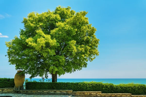 Δέντρο με πλούσιο φύλλωμα — Φωτογραφία Αρχείου
