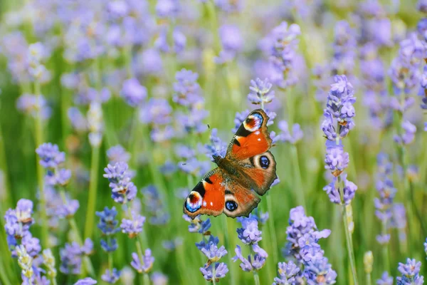 Peacock Butterfly op de lavendel — Stockfoto