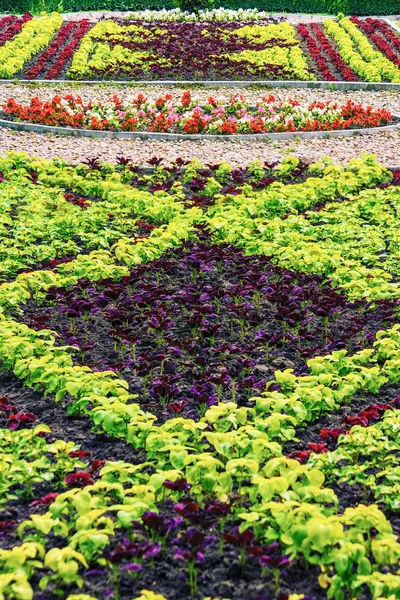 Bed of Flowers — Stock Photo, Image