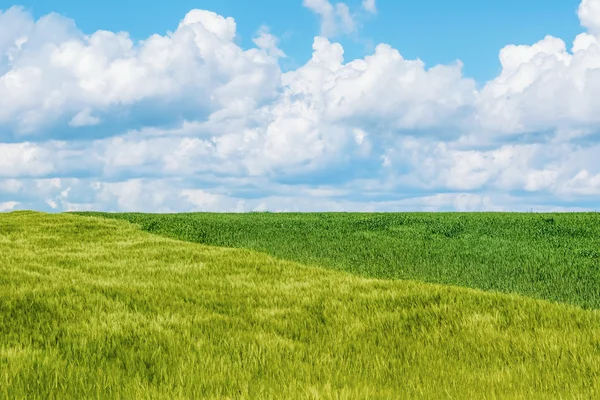 Grönt fält under bar himmel — Stockfoto