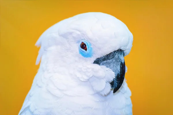 The Cockatoo Parrot — Stock Photo, Image