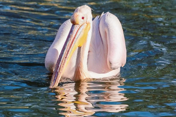 水中のペリカン — ストック写真