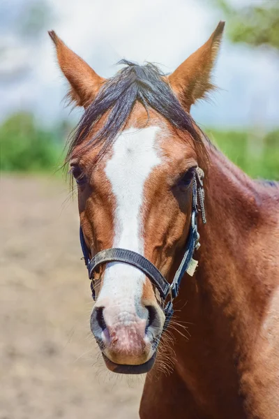 Portrait of a Horse — Stock Photo, Image