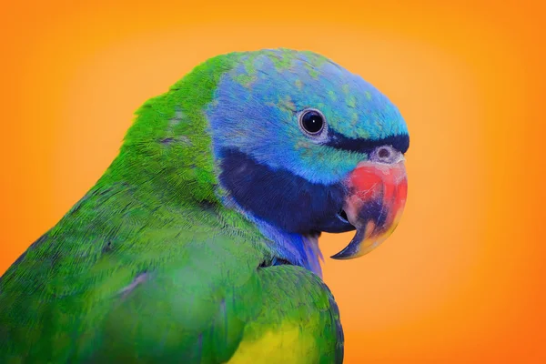 Lord Derbys Parakeet — Stock Photo, Image