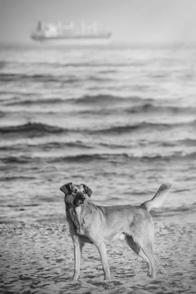  Gambar  hitam dan  putih dari dua anjing  di pantai  Stok 