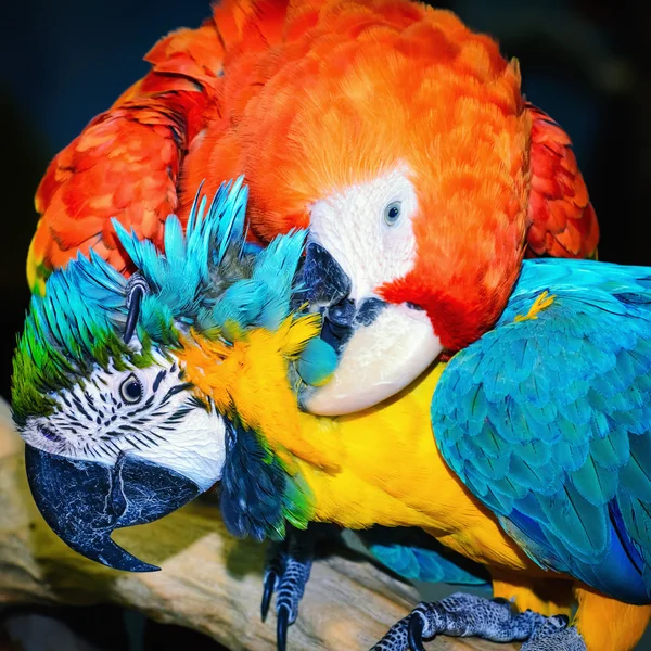 Two Macaw Parrots — Stock Photo, Image