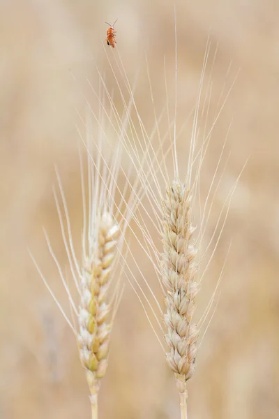 호 밀의 spikelets — 스톡 사진