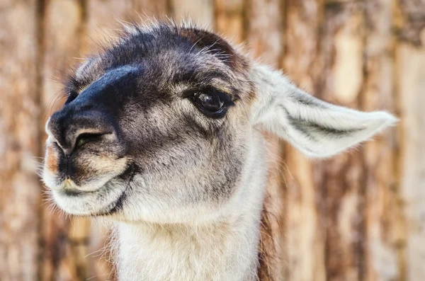 Portrait de lama — Photo