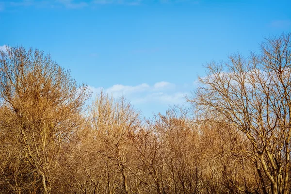 겨울에는 푸른 나무들 — 스톡 사진